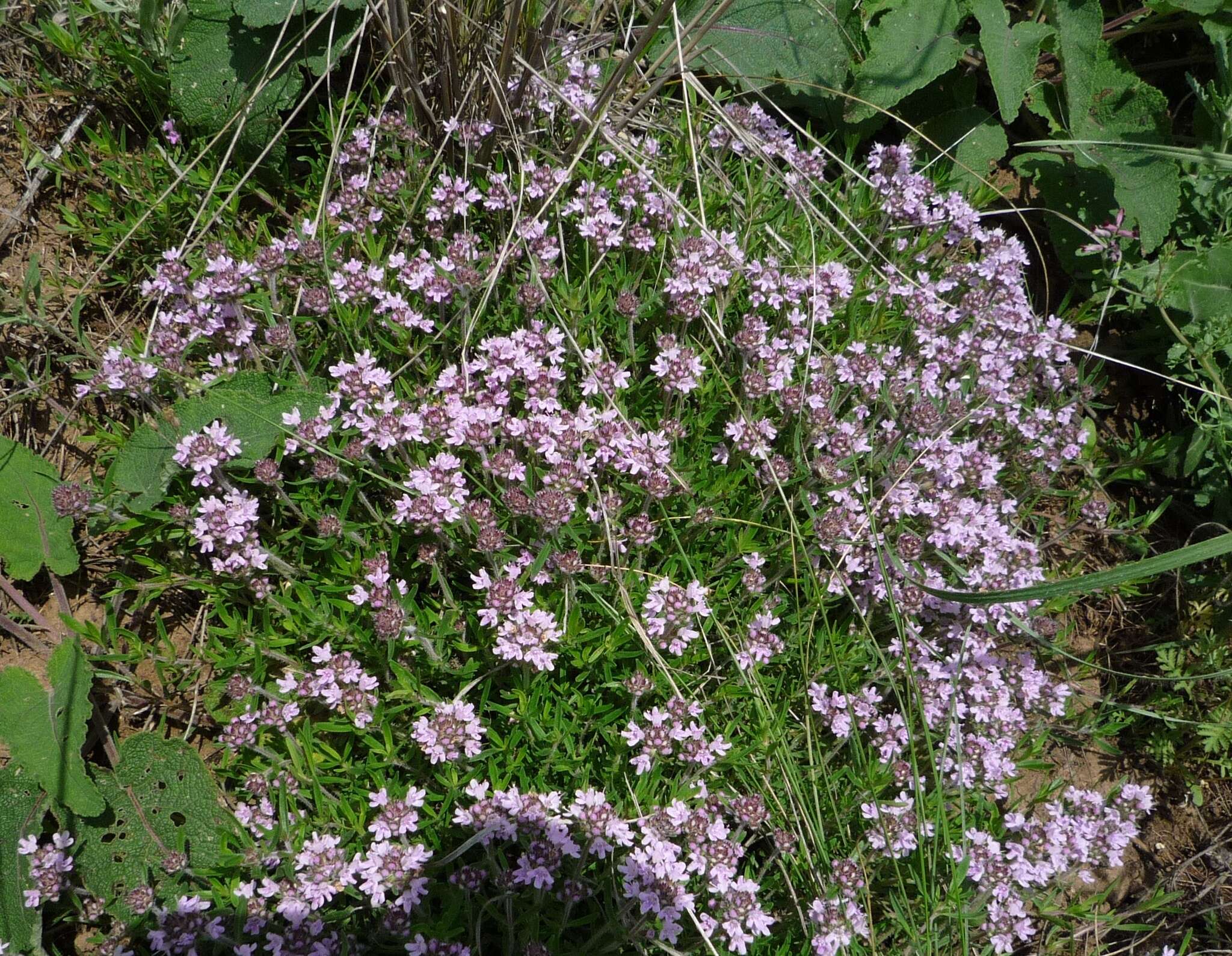 Image of Thymus dimorphus Klokov & Des.-Shost.