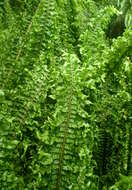 Image of Boston swordfern