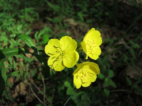 Image of Shrubby sundrops