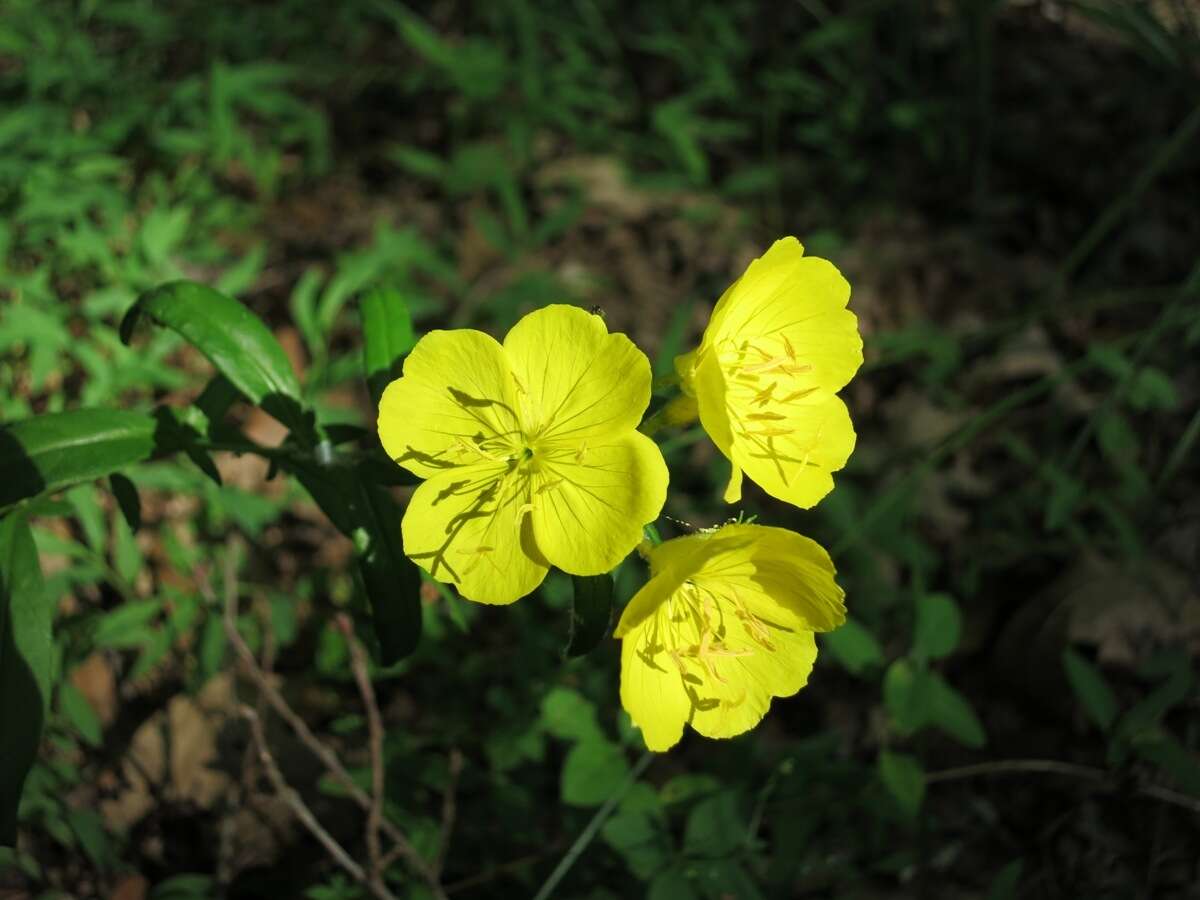 Plancia ëd Oenothera fruticosa L.