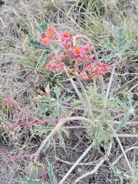 Image of Berlandier's nettlespurge