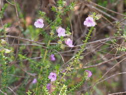 Image of Prostanthera howelliae Blakely