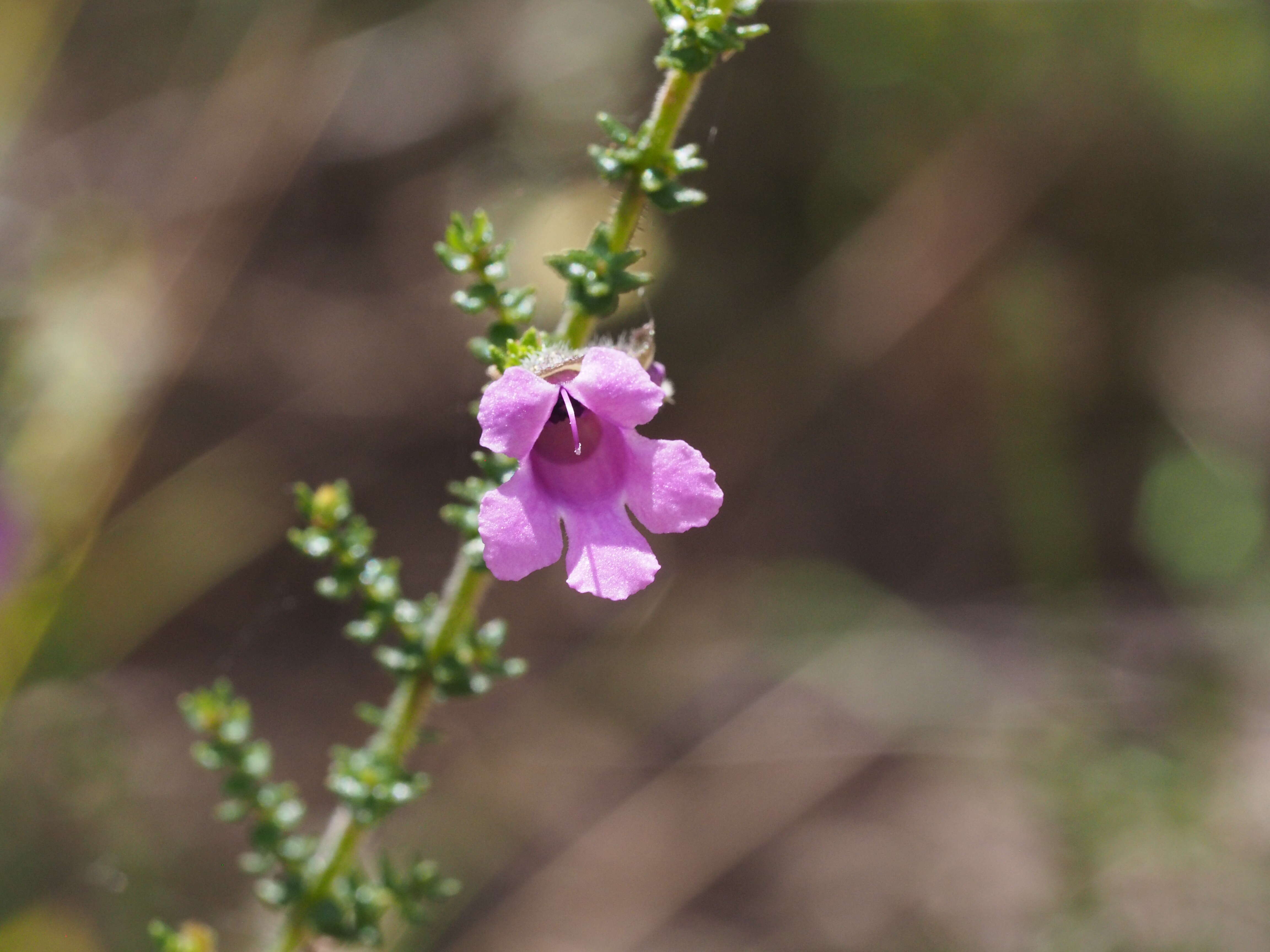 Image of Prostanthera howelliae Blakely