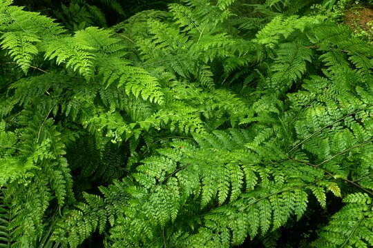 Image of iron fern