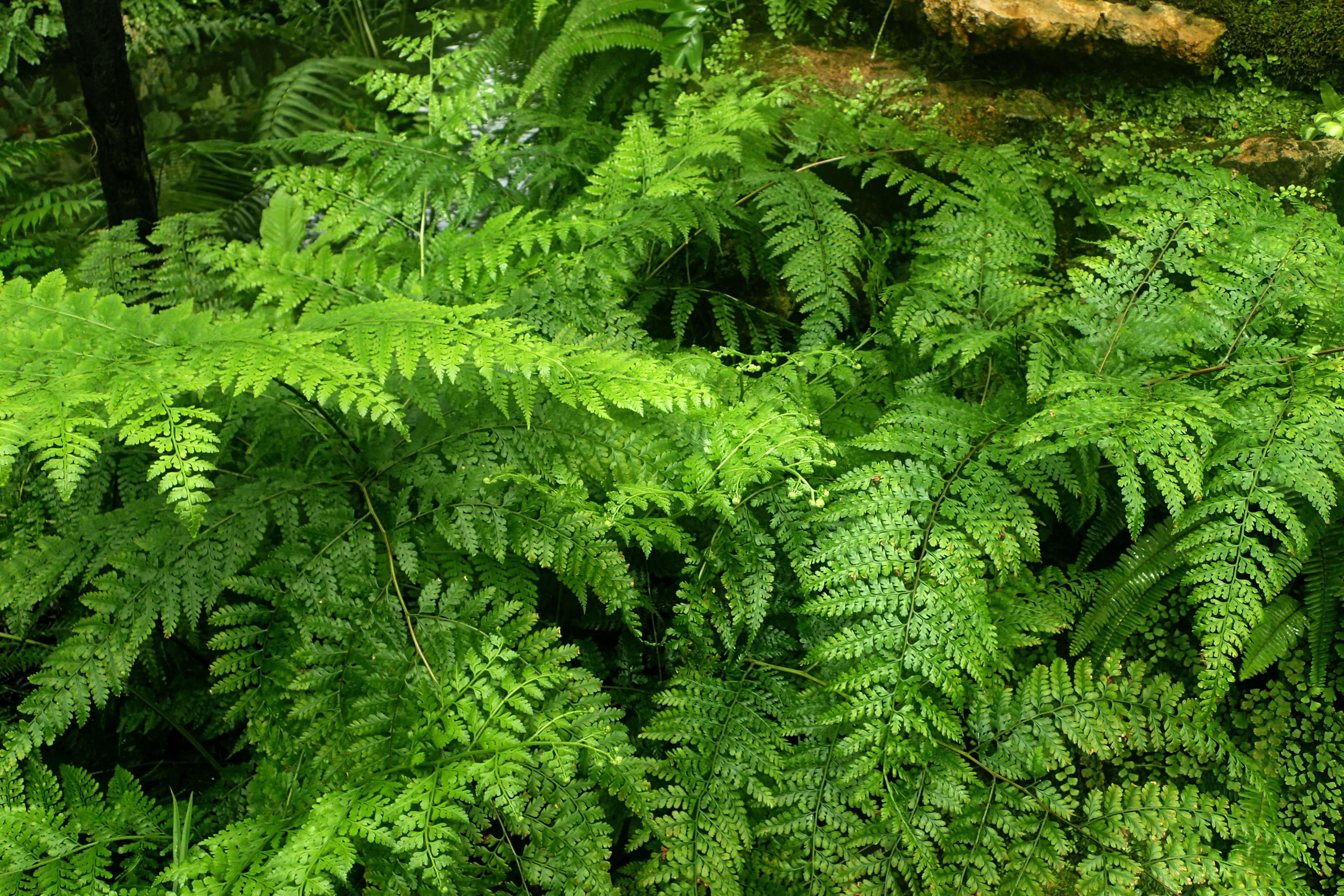 Image of iron fern