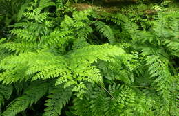 Image of iron fern