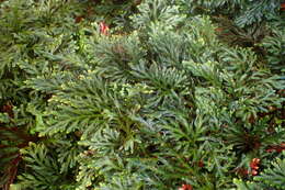 Plancia ëd Selaginella erythropus (Mart.) Spring
