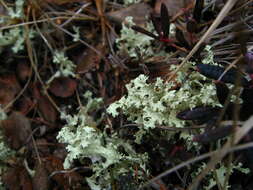 Слика од Flavocetraria nivalis (L.) Kärnefelt & A. Thell