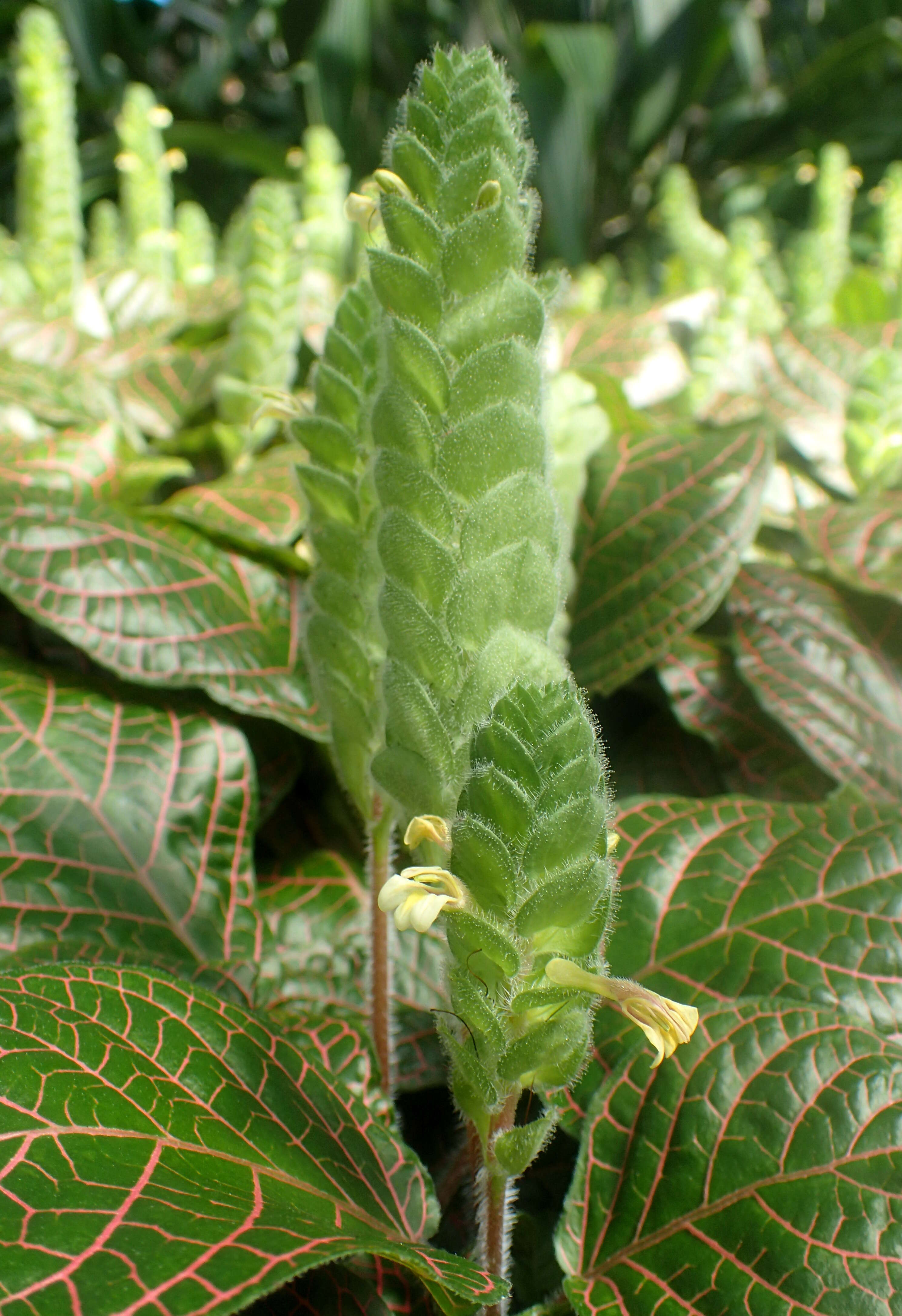 Fittonia albivenis (Lindl. ex Veitch) R. K. Brummitt resmi