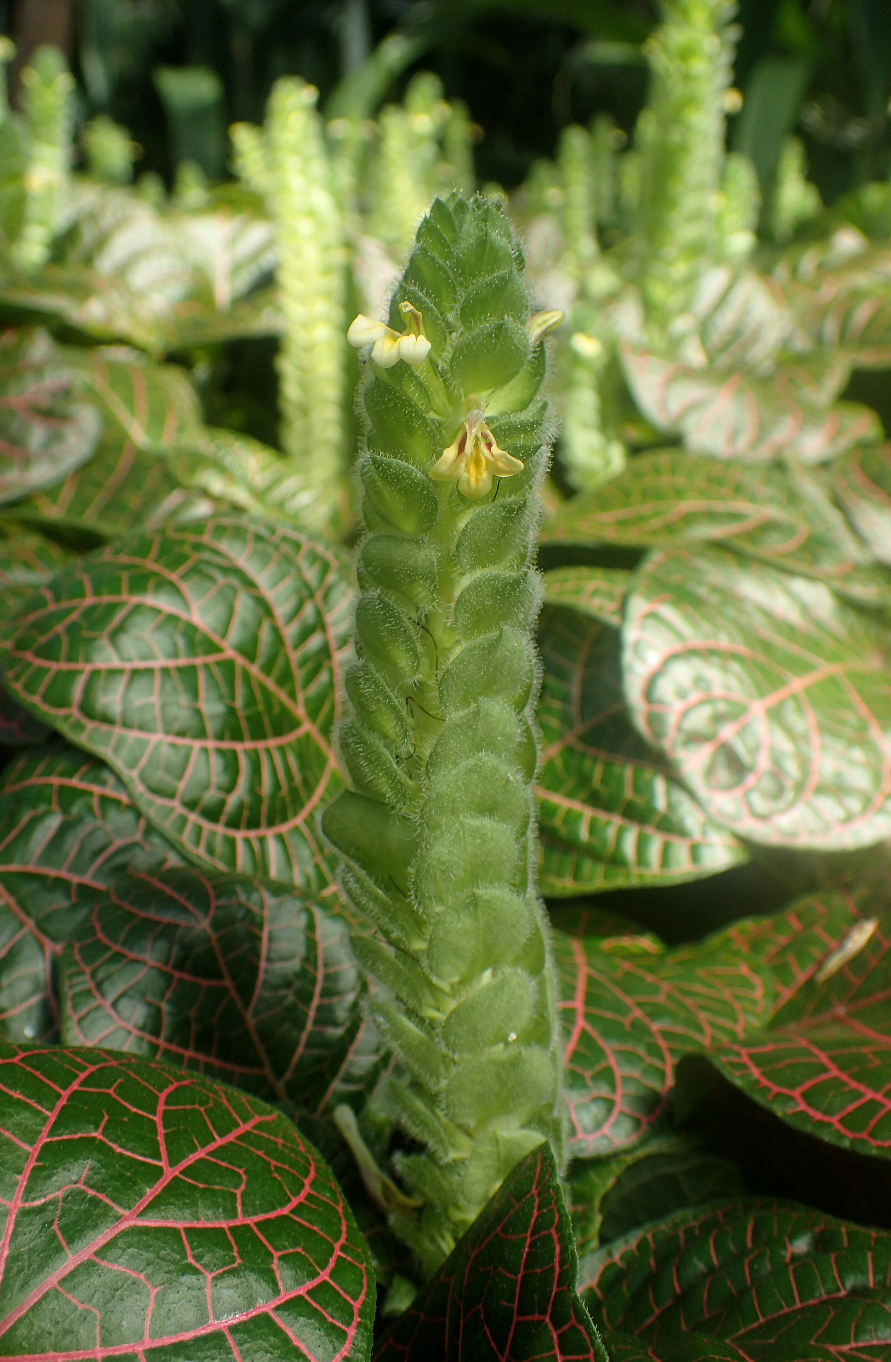 Fittonia albivenis (Lindl. ex Veitch) R. K. Brummitt resmi