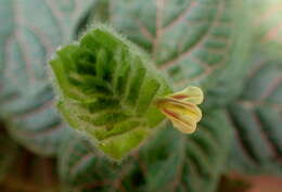 Fittonia albivenis (Lindl. ex Veitch) R. K. Brummitt resmi