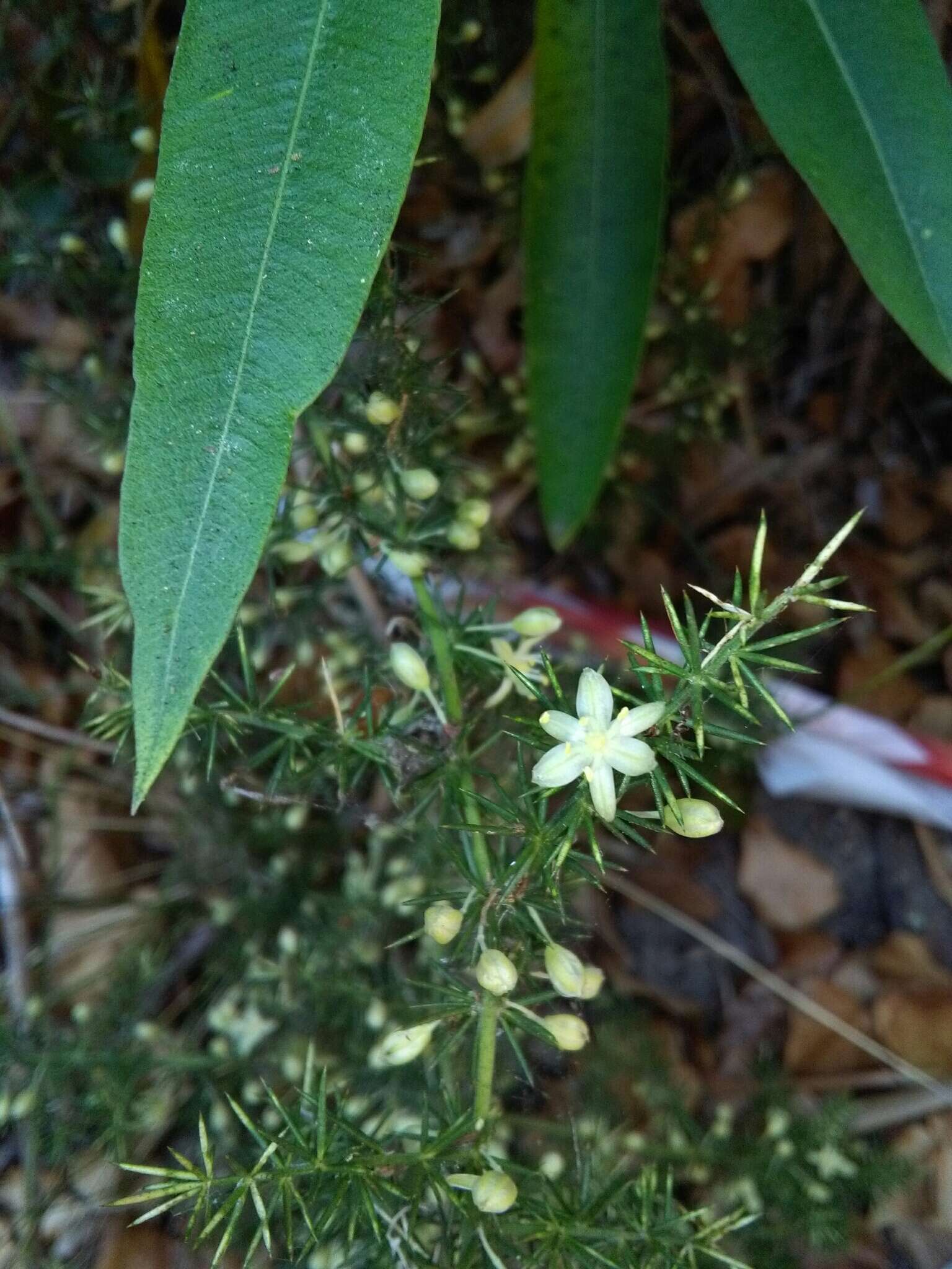 Image of Spiny Asparagus
