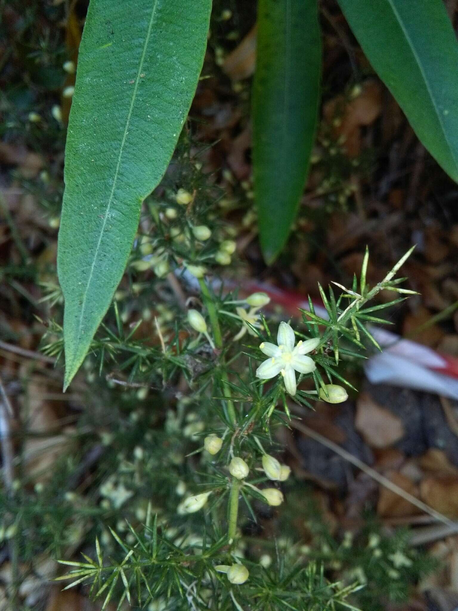 Image of Lesser Asparagus