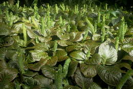 Fittonia albivenis (Lindl. ex Veitch) R. K. Brummitt resmi