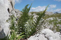 Image of Dryopteris villarii (Bell) Woynar ex Schinz & Thell.