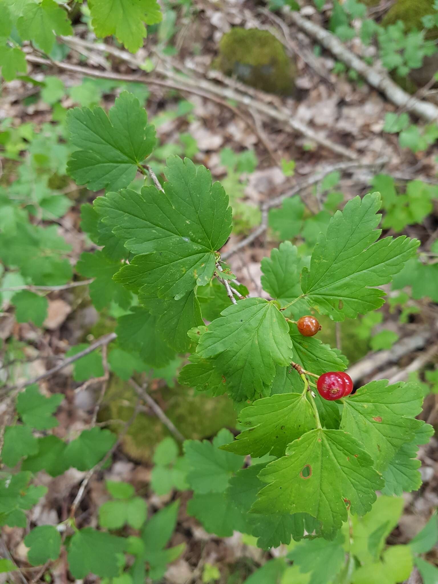 Image of Mountain Currant