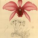 Image of Cattleya lobata Lindl.