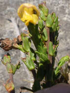 Image of Hermannia concinnifolia Verdoorn