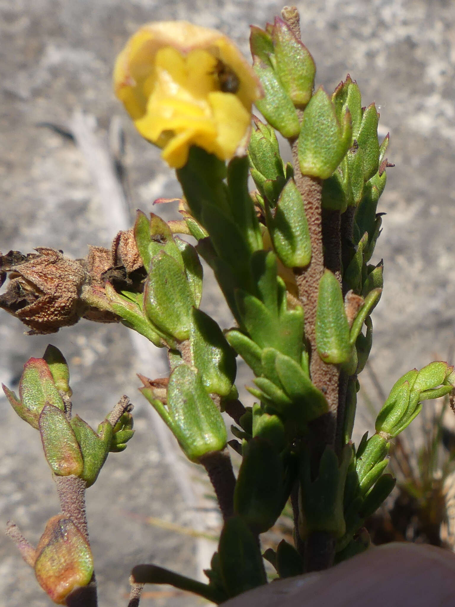 Image of Hermannia concinnifolia Verdoorn