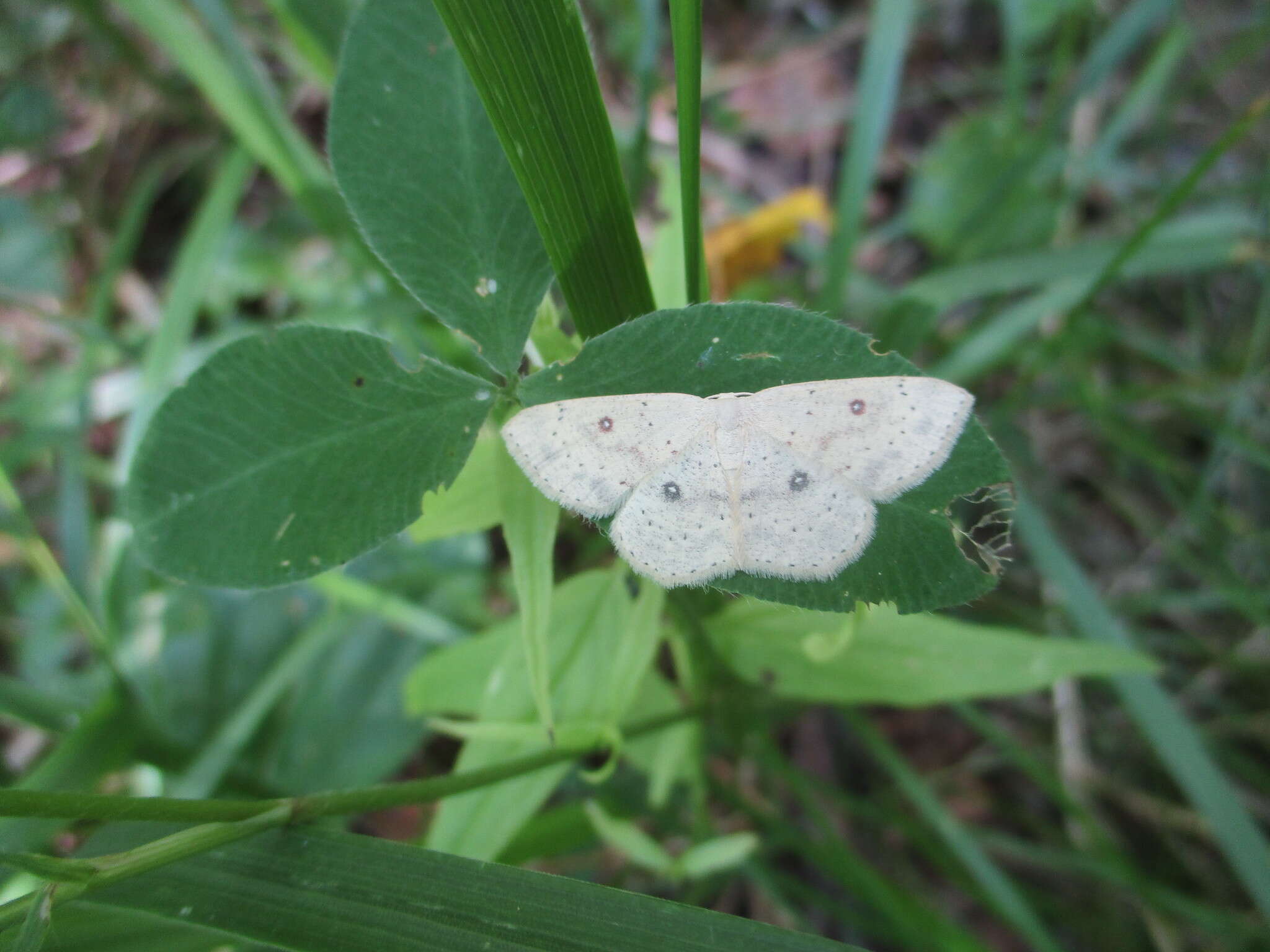 صورة Cyclophora albipunctata Hüfnagel 1767