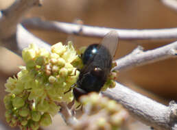 Image of Comstock's Bromeliad Fly