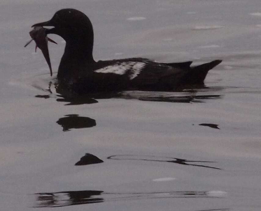 Image of Guillemots