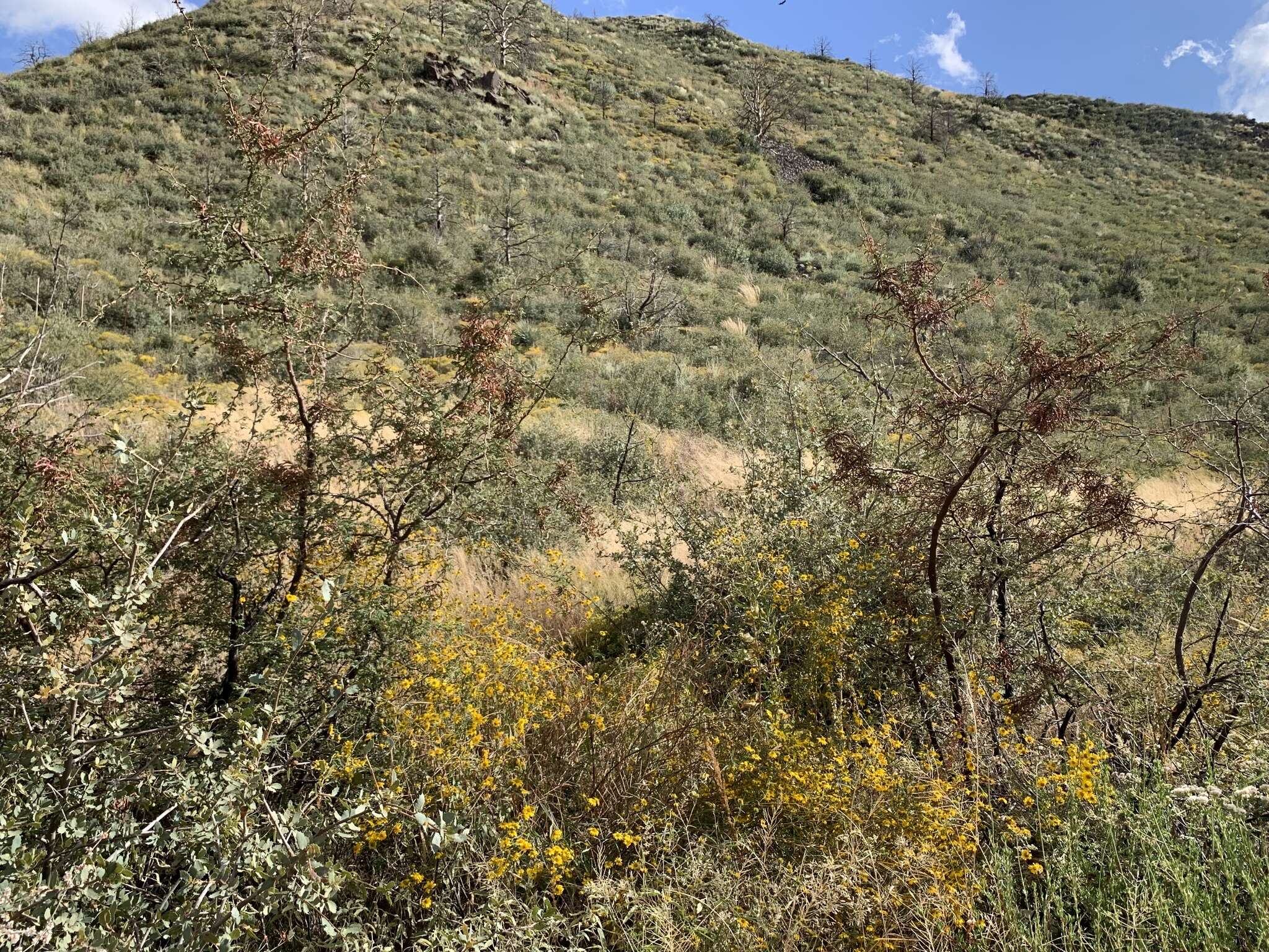 Sivun Heliomeris longifolia Cockerell kuva