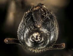 Image of sweat bees