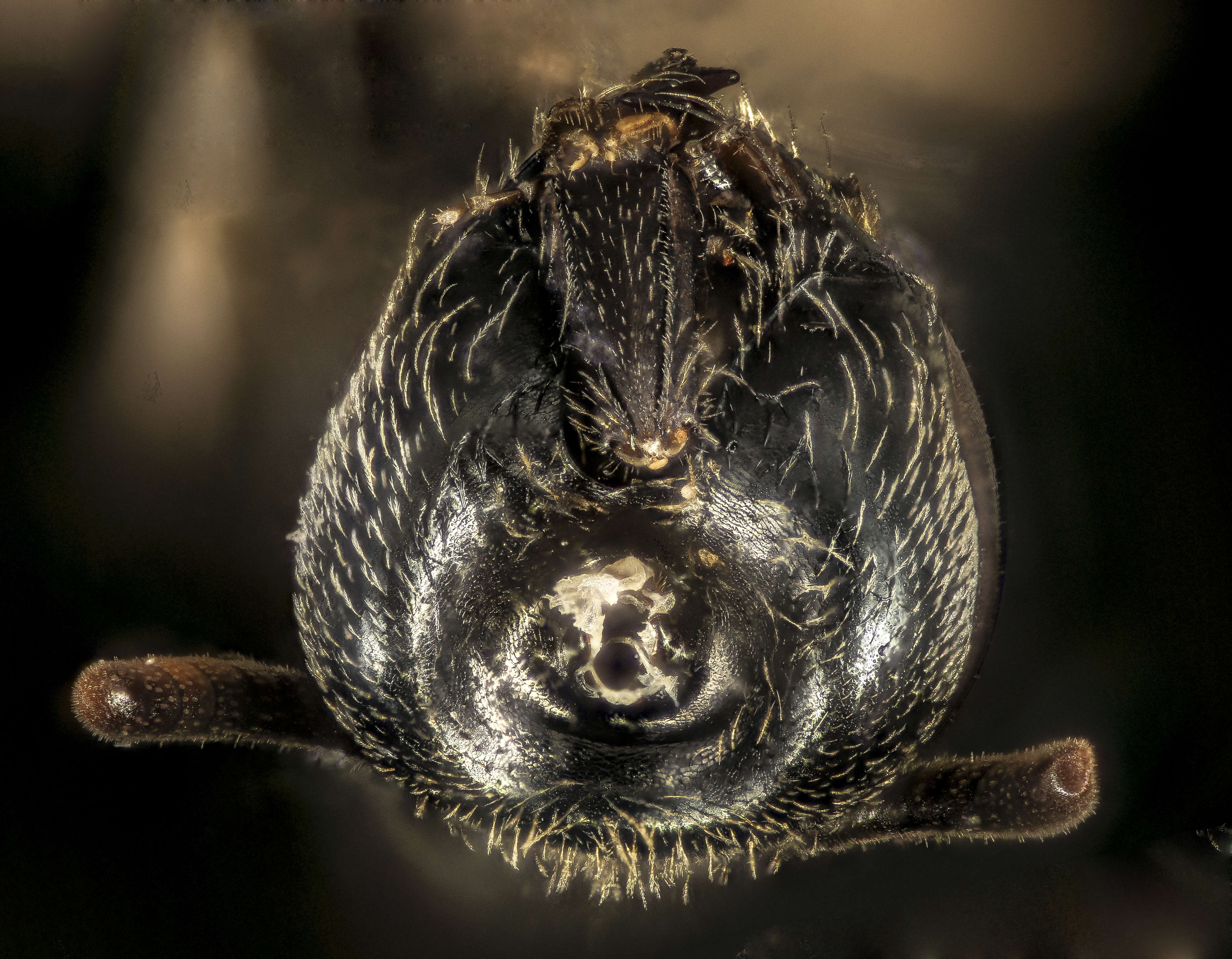 Image of sweat bees