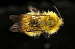 Image of Bumblebees