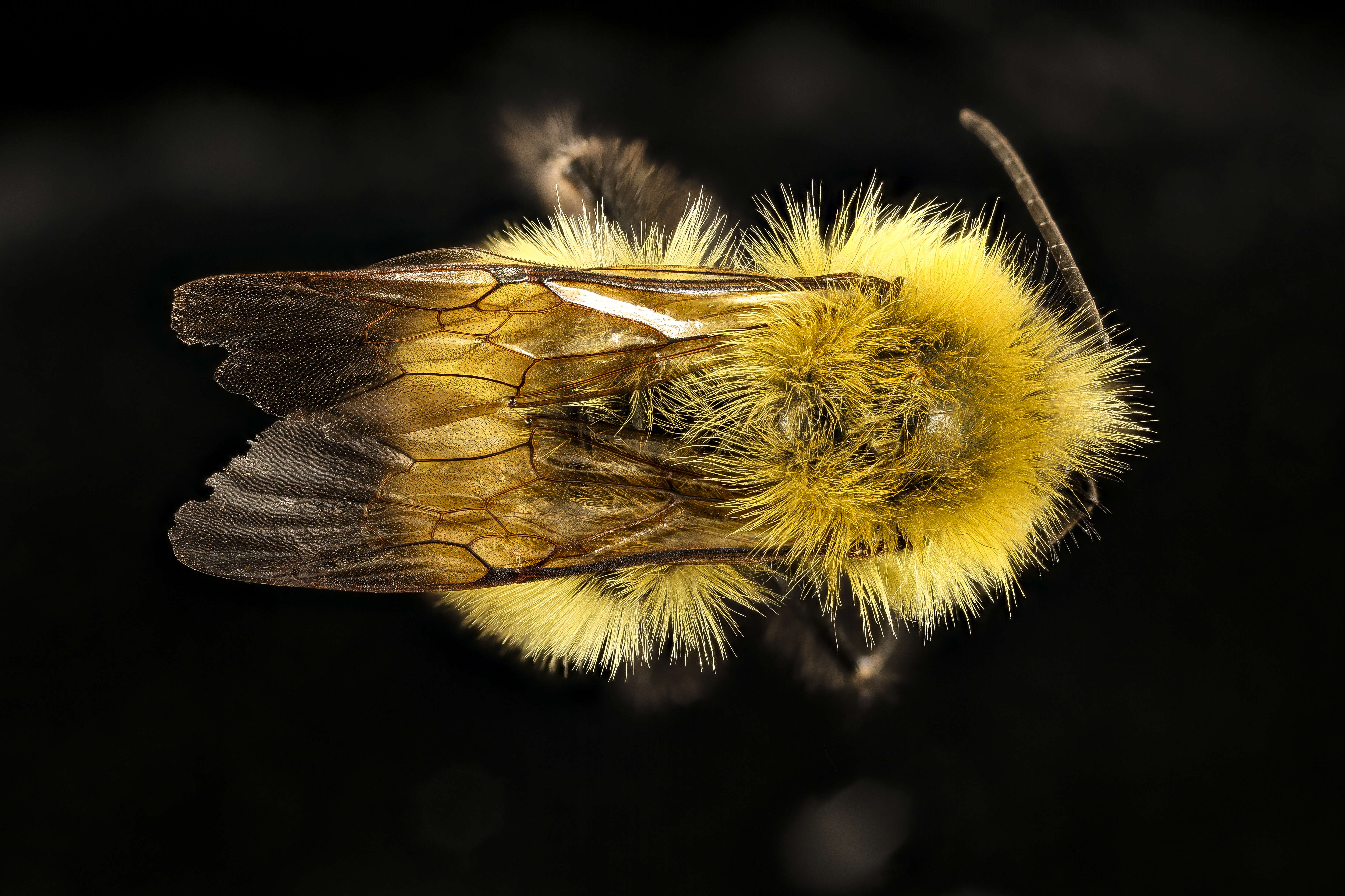 Image of Bumblebees