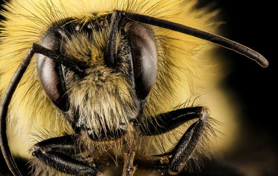 Image of Confusing Bumblebee