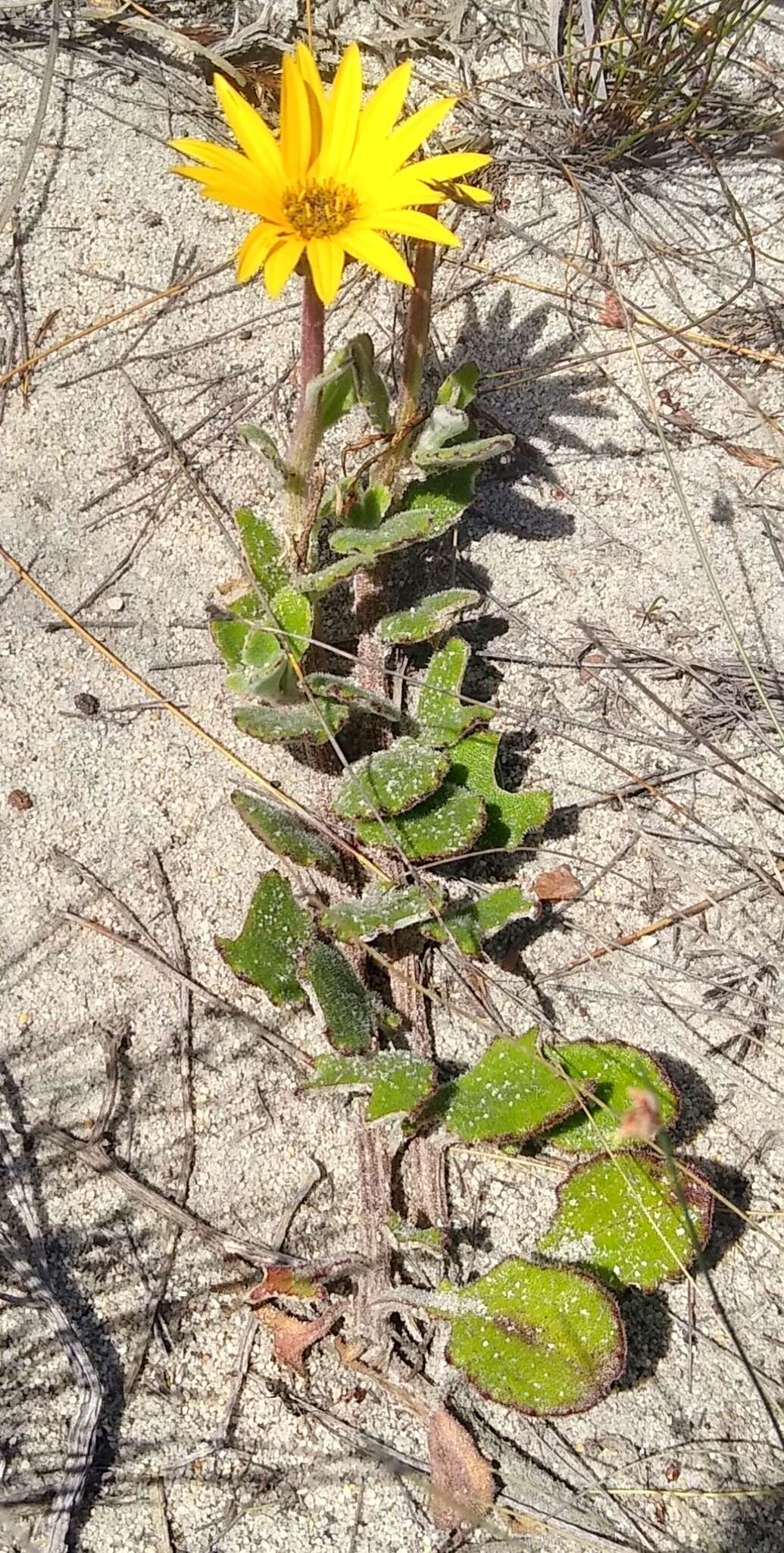 Image de Arctotis angustifolia L.