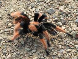 Image of Mexican redleg tarantula