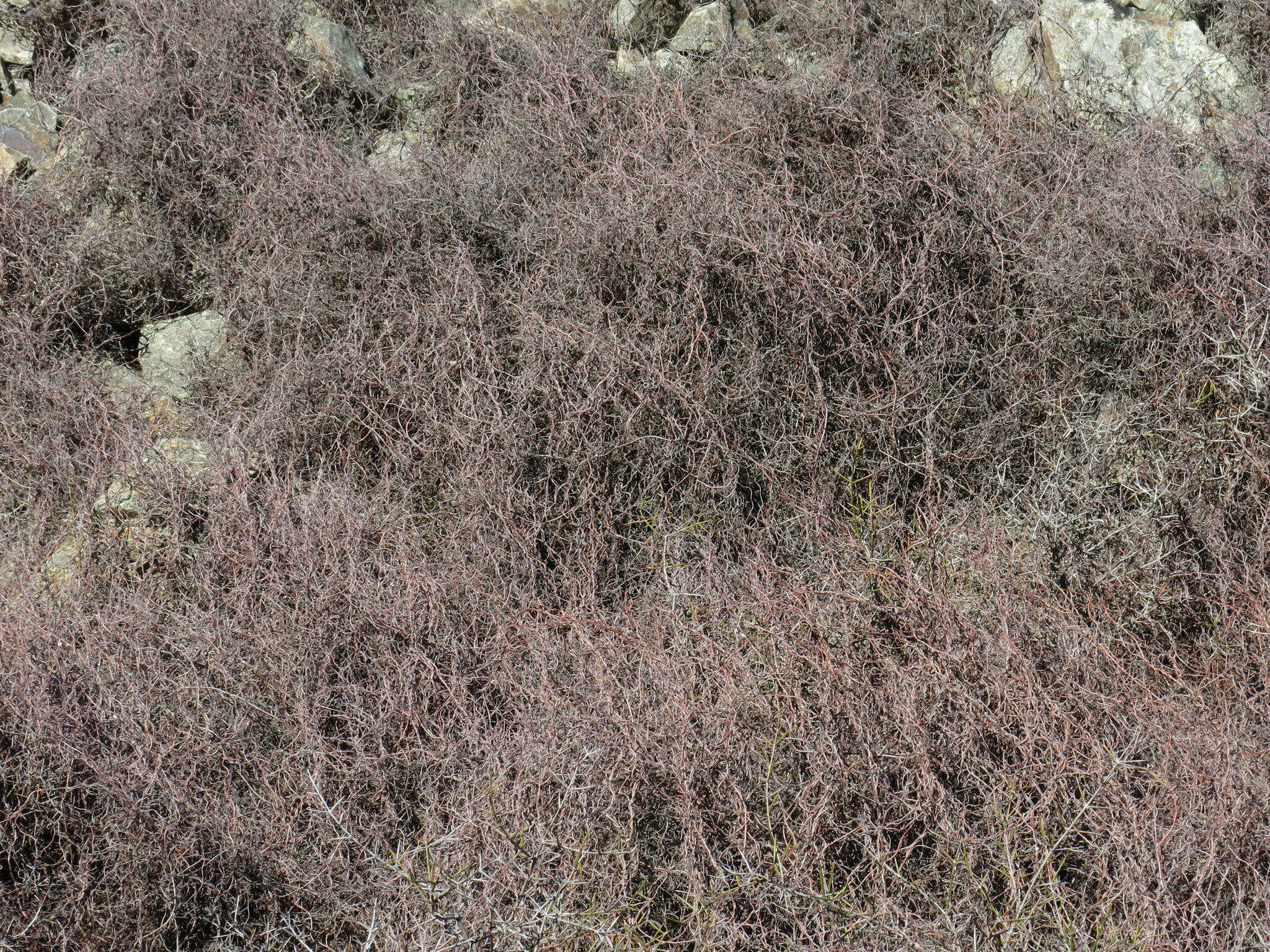 Image of maidenhair vine