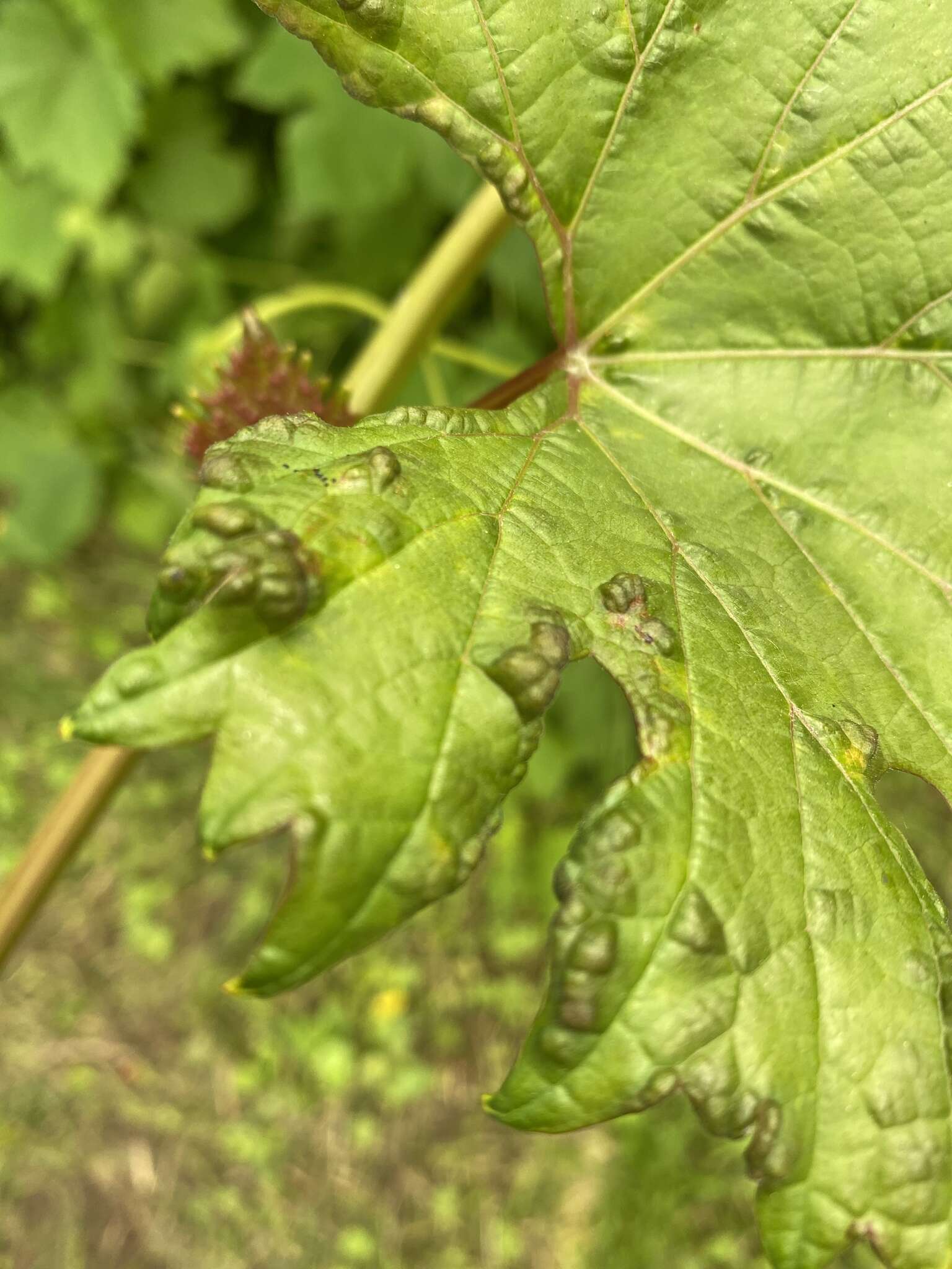 Image de Colomerus vitis (Pagenstecher 1857)