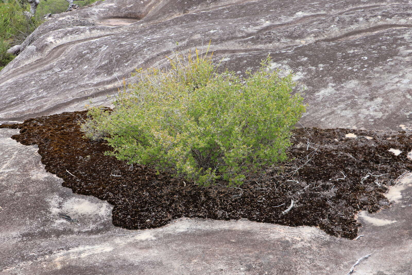 Image of campylopus moss