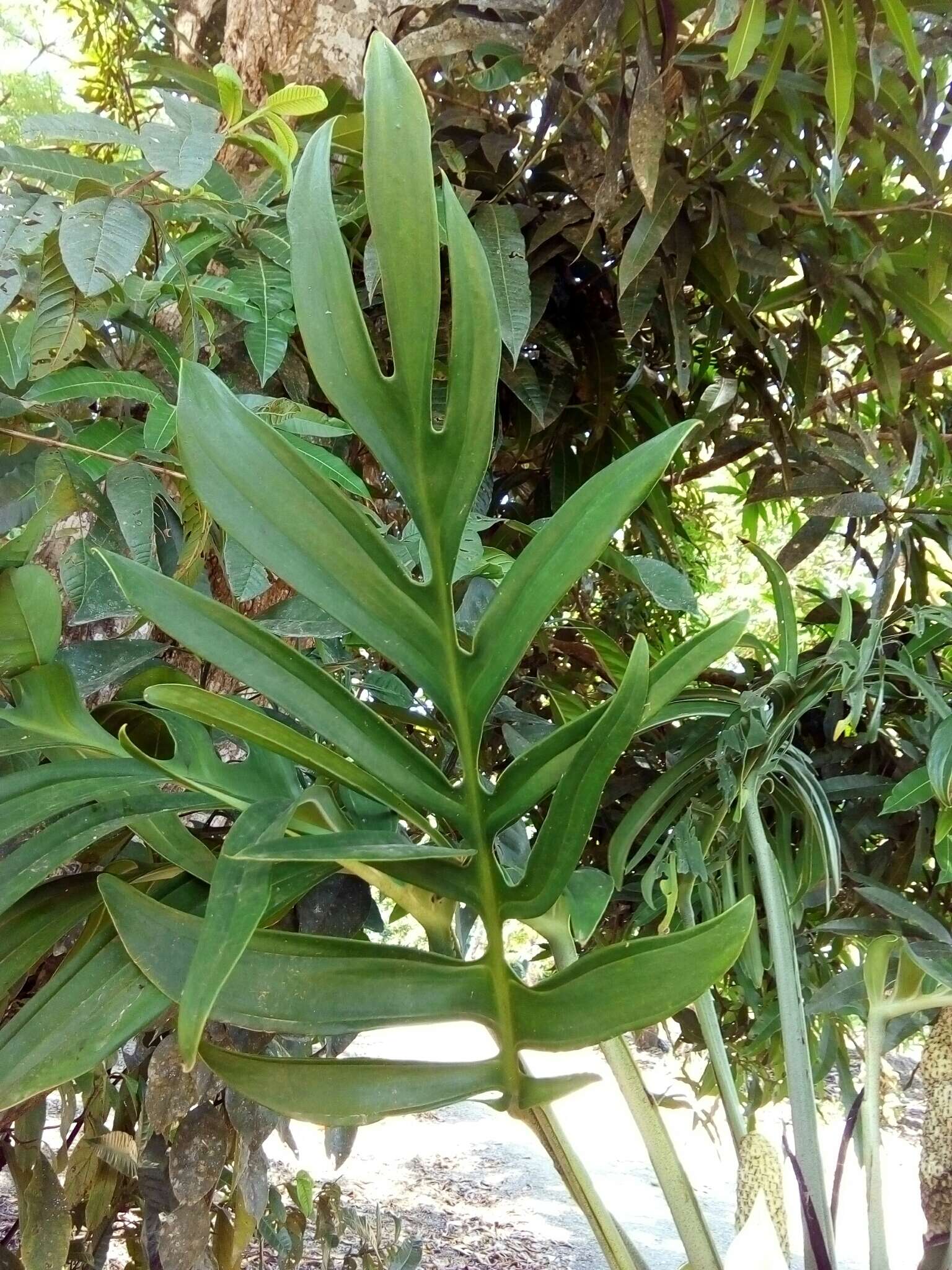 Image of Monstera pinnatipartita Schott