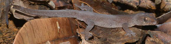 Image of Sadlier's New Caledonian Gecko