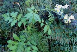 Image of Solanum chacoense Bitter