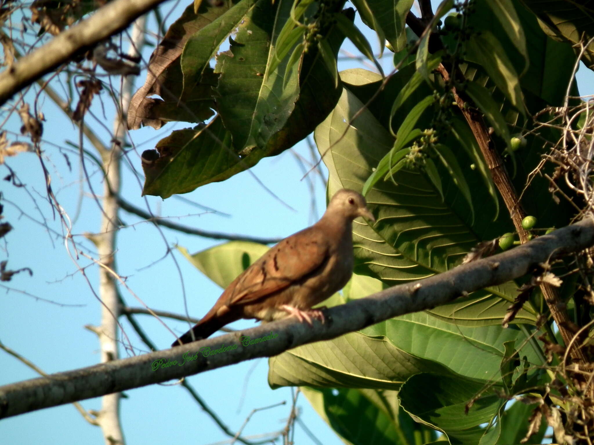 Image of Columbina talpacoti rufipennis (Bonaparte 1855)