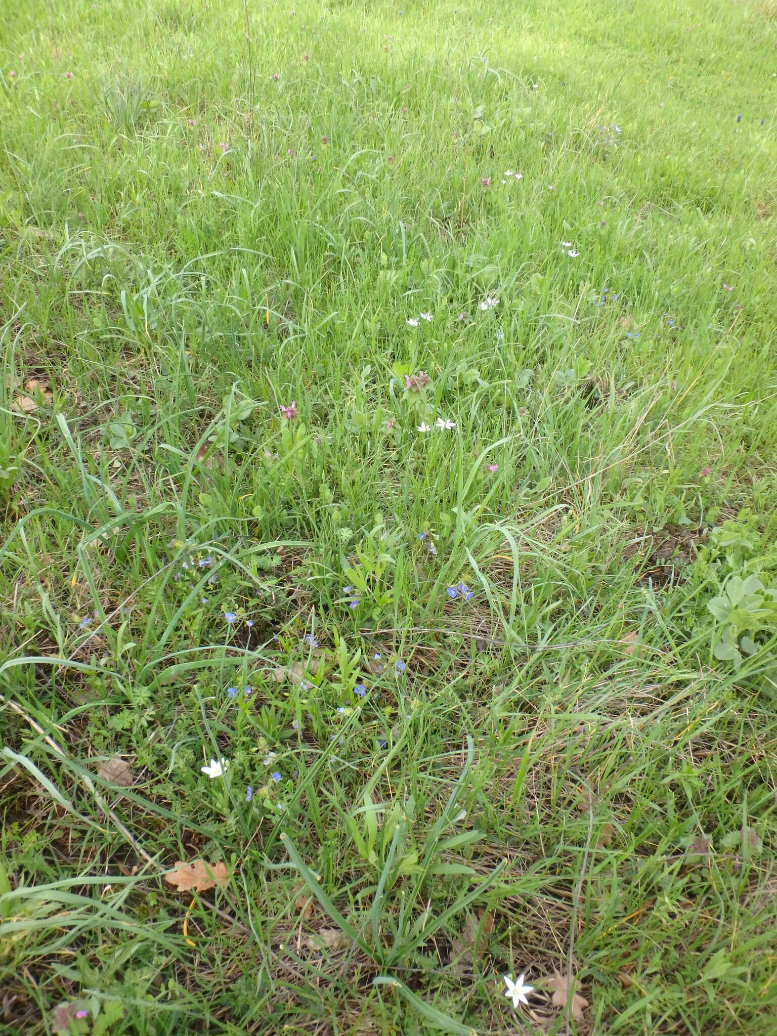 Image of Ornithogalum woronowii Krasch.