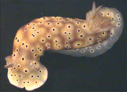 Image of Leopard head flapper slug