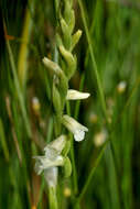 Image of Summer lady's-tresses