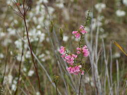 Plancia ëd Epacris impressa Labill.