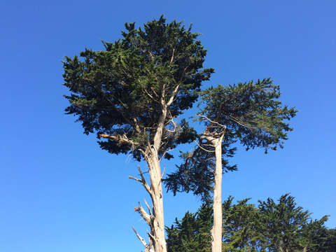 Image of Monterey cypress