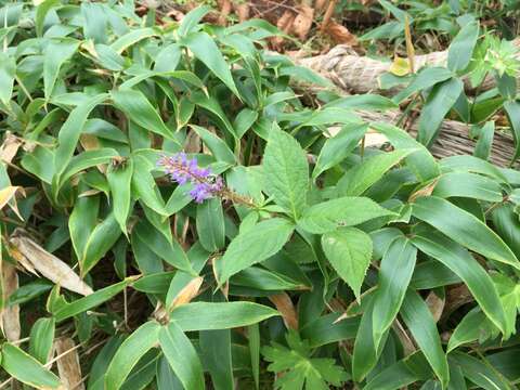 Image de Veronicastrum japonicum (Nakai) T. Yamazaki