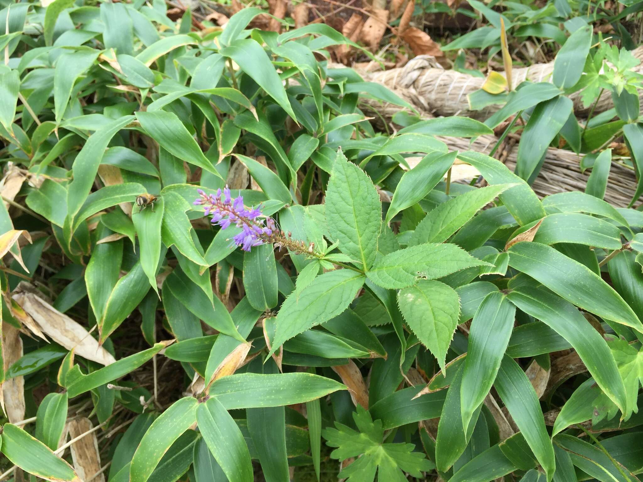 Image de Veronicastrum japonicum var. australe (Yamazaki) T. Yamazaki