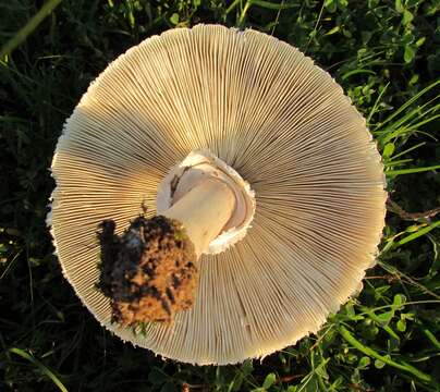 Image of Green-spored parasol