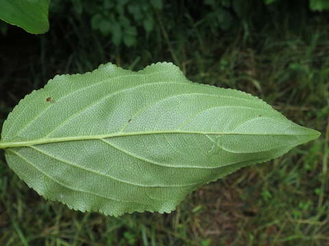 Image of Rhamnus ussuriensis J. J. Vassil.